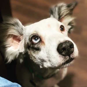 Meet your Posher, Alli